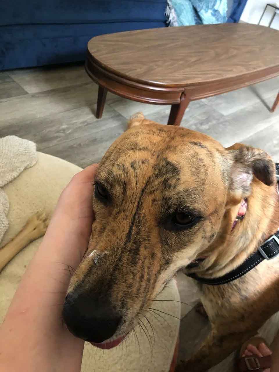 Le chien perdu rentre chez lui tout seul et sonne à 3 heures du matin