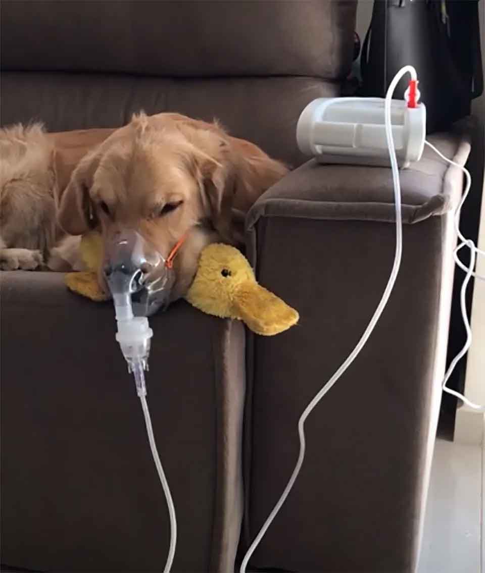 Ce chien souffre d