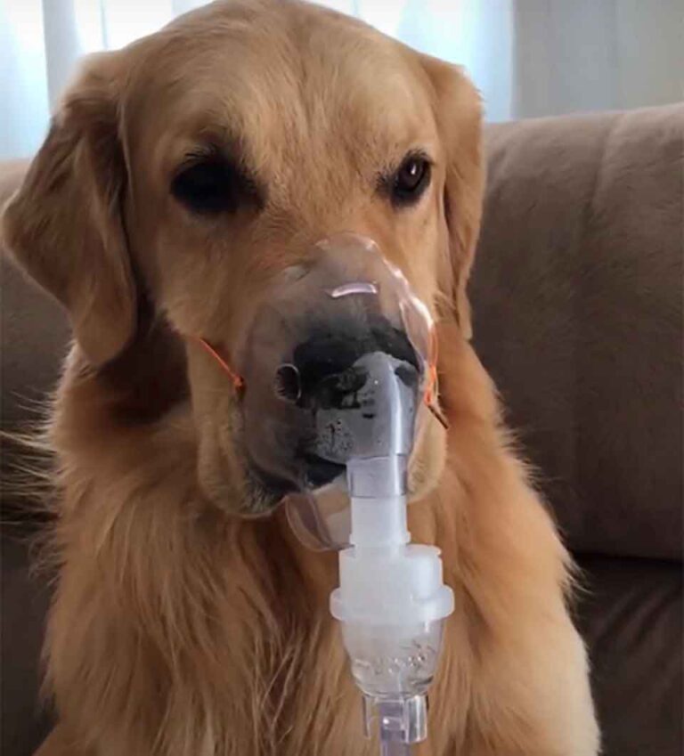 Ce chien souffre d