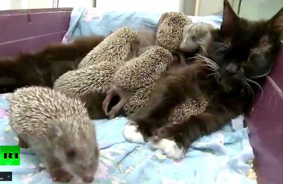 Cette chatte adopte et nourrit 8 bébés hérissons
