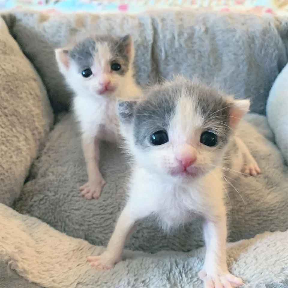 chatons jumeaux restent ensemble s entraidant