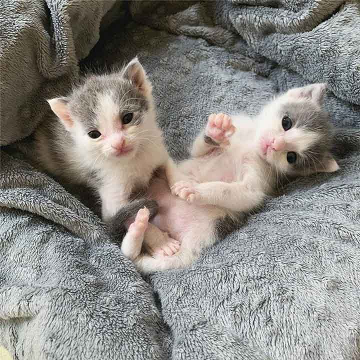 chatons jumeaux restent ensemble s entraidant