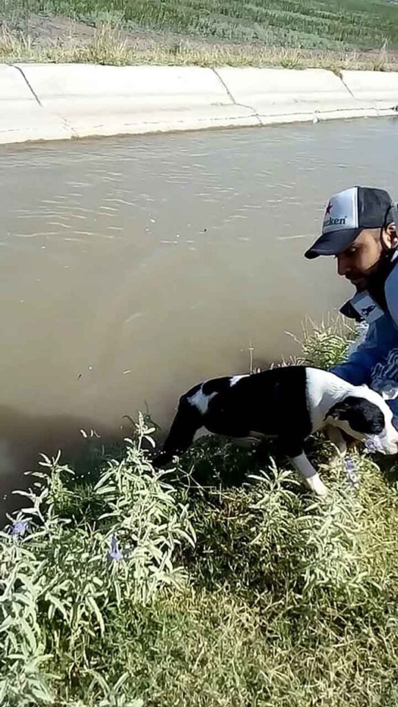 chien piégé canal remercie homme sauvé