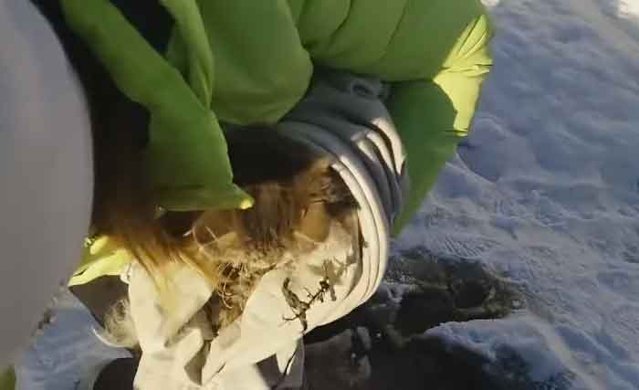 couple sauvé chat avait quatre pattes gelées