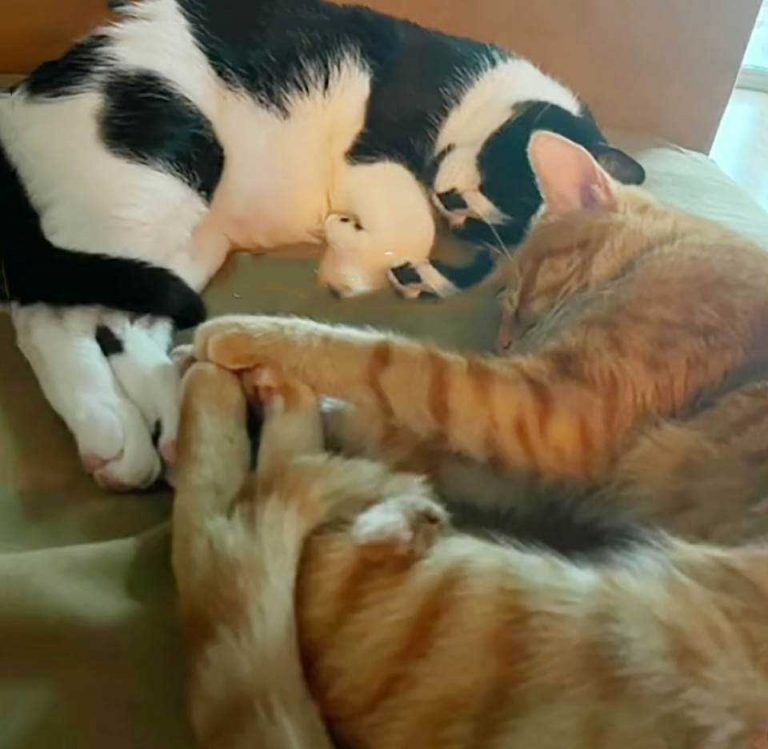 Un chat est filmé en train de réconforter son frère anxieux pendant que leur propriétaire est