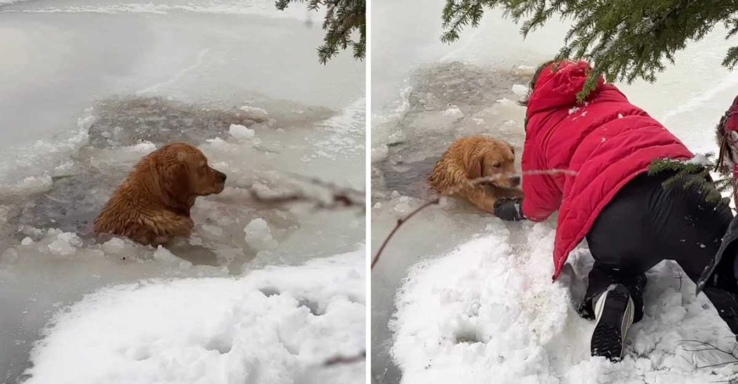 Une femme est entrée dans l eau glacée pour sauver un chien qui