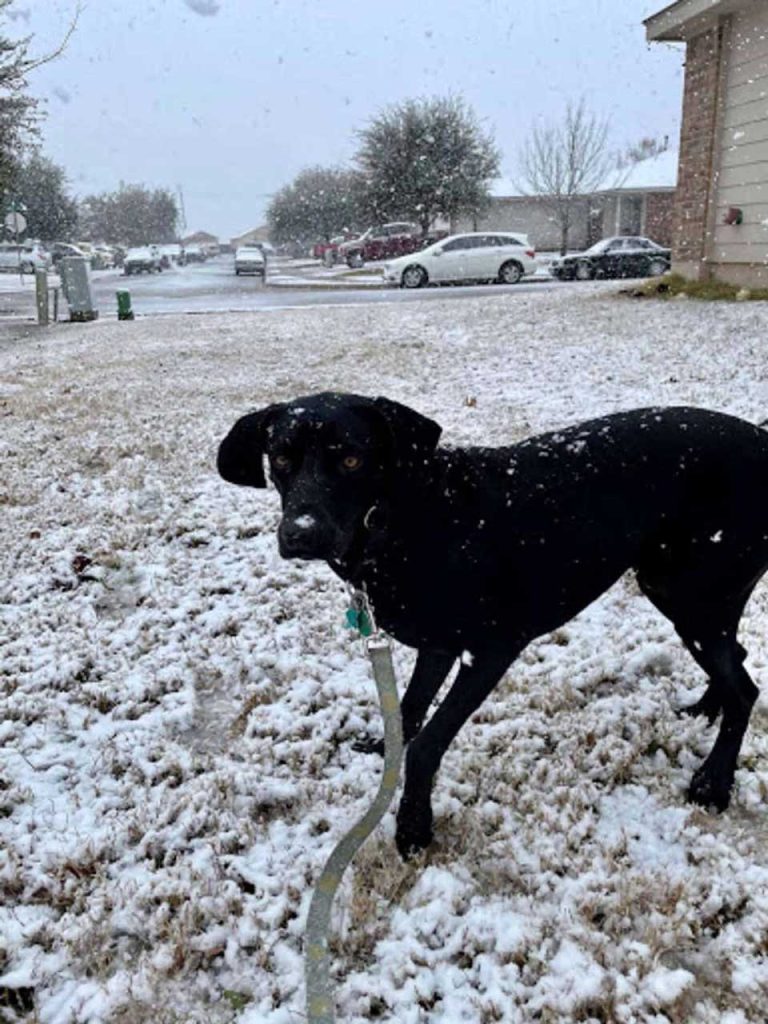 Ce Chien N Arrive Pas Y Croire Quand Il Voit La Neige Pour La