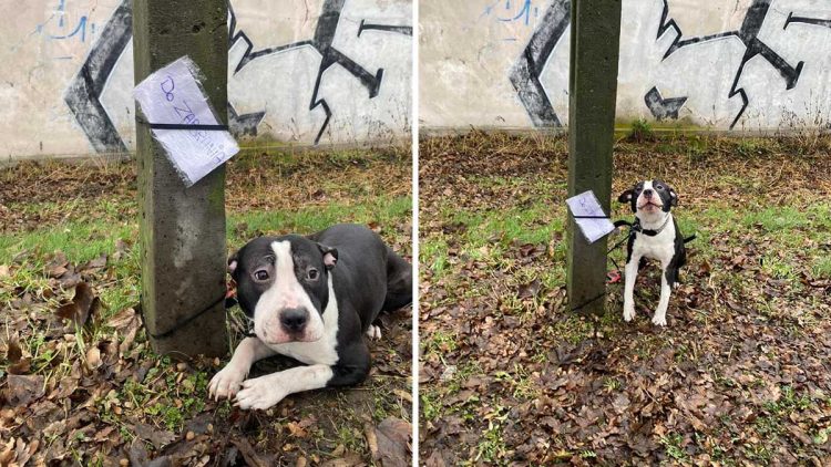 Il a abandonné le chien comme un jouet et a laissé une note à côté avec