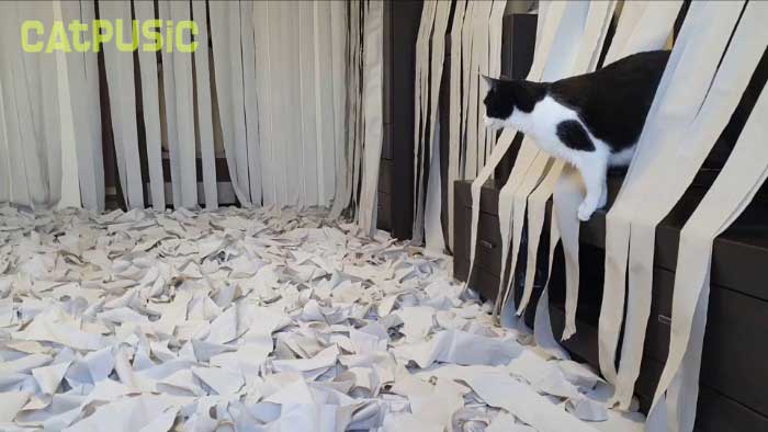 Pusic chat papier toilette