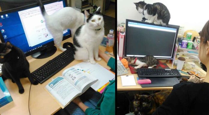 entreprise japonaise paie employés chat sauvé