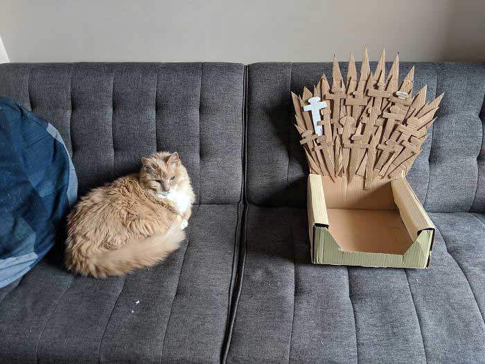 Arthur chat Maine Coon Game Of Thrones