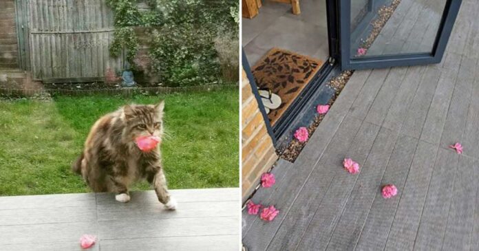 chat Willow apporte fleurs voisins