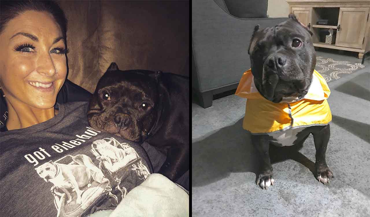 adorable PitBull Felon sauvé combats