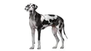 Dogue Allemand
