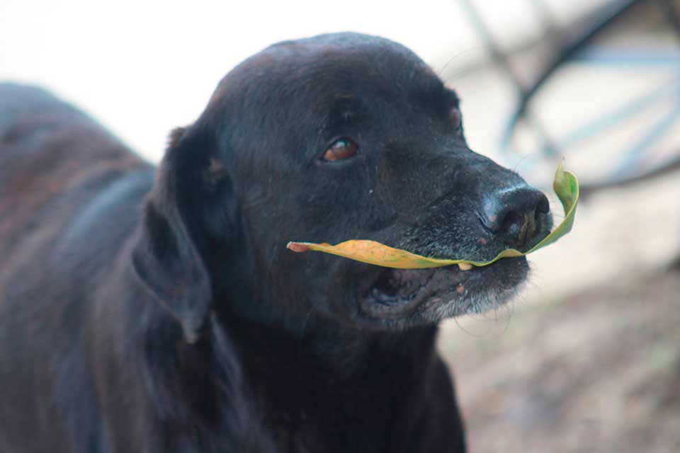chien utilise feuilles argent acheter friandises boutique école