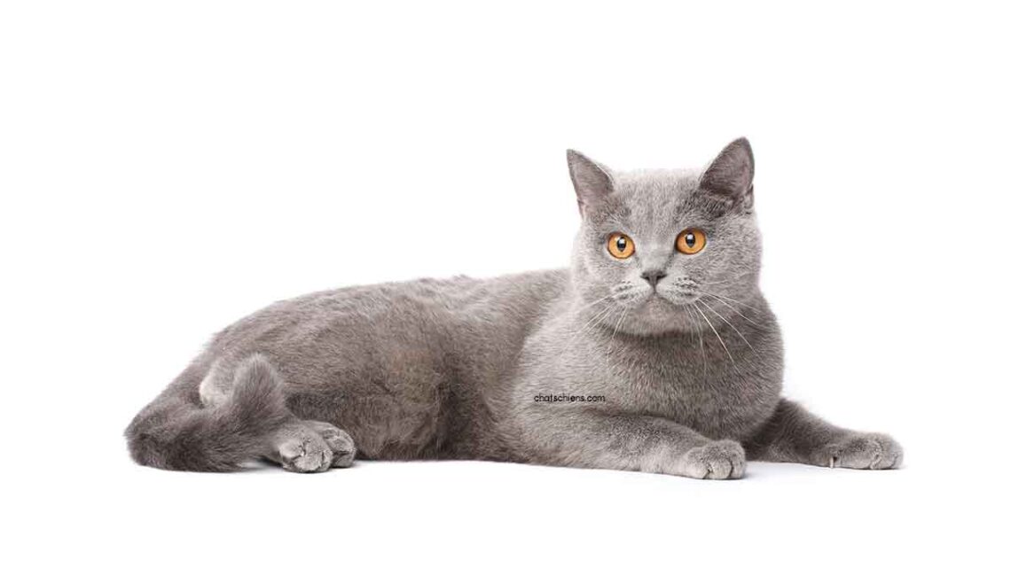 British Shorthair 1 British shorthair