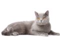 British shorthair