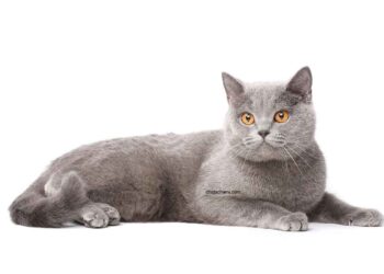 British Shorthair 7 British shorthair