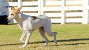 Chien de Canaan