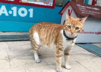 Un chat errant en colère attaque UNIQUEMENT les hommes et les chiens