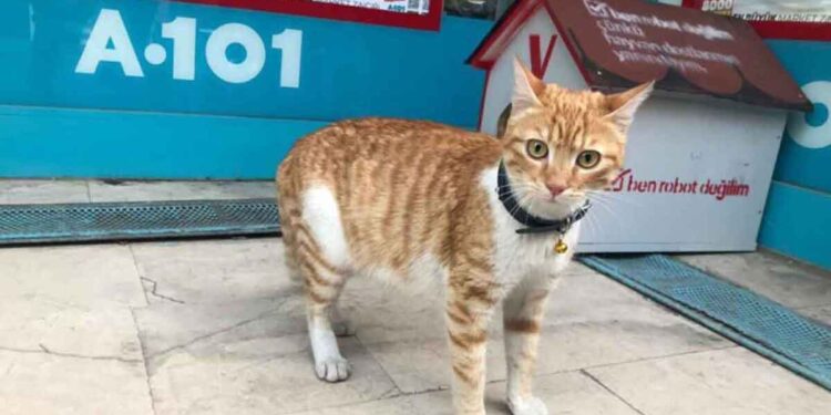 Un chat errant en colère attaque UNIQUEMENT les hommes et les chiens 1 Un chat errant en colère attaque UNIQUEMENT les hommes et les chiens