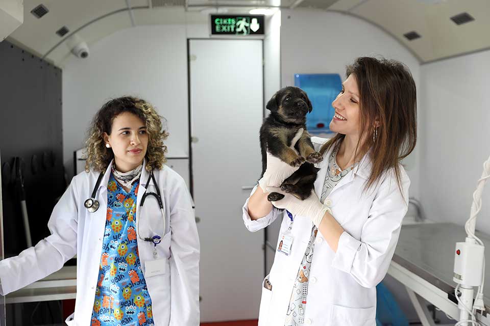 Vetbüs Istanbul Istanbul vétérinaires chiens chats errants