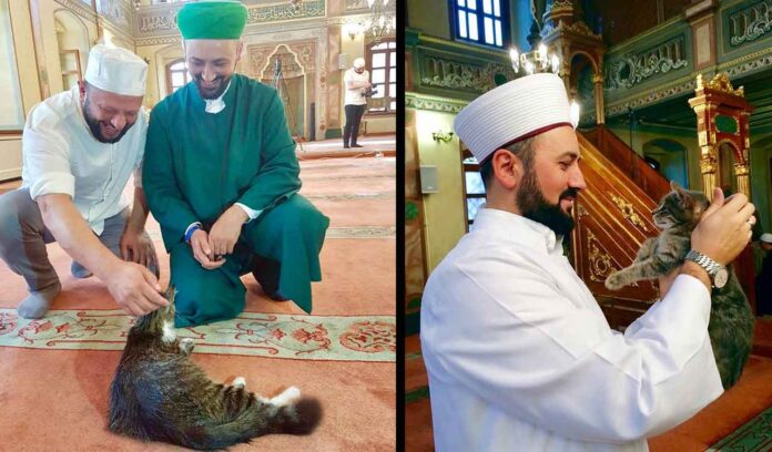 imam ouvre mosquée chats Mustafa Efe