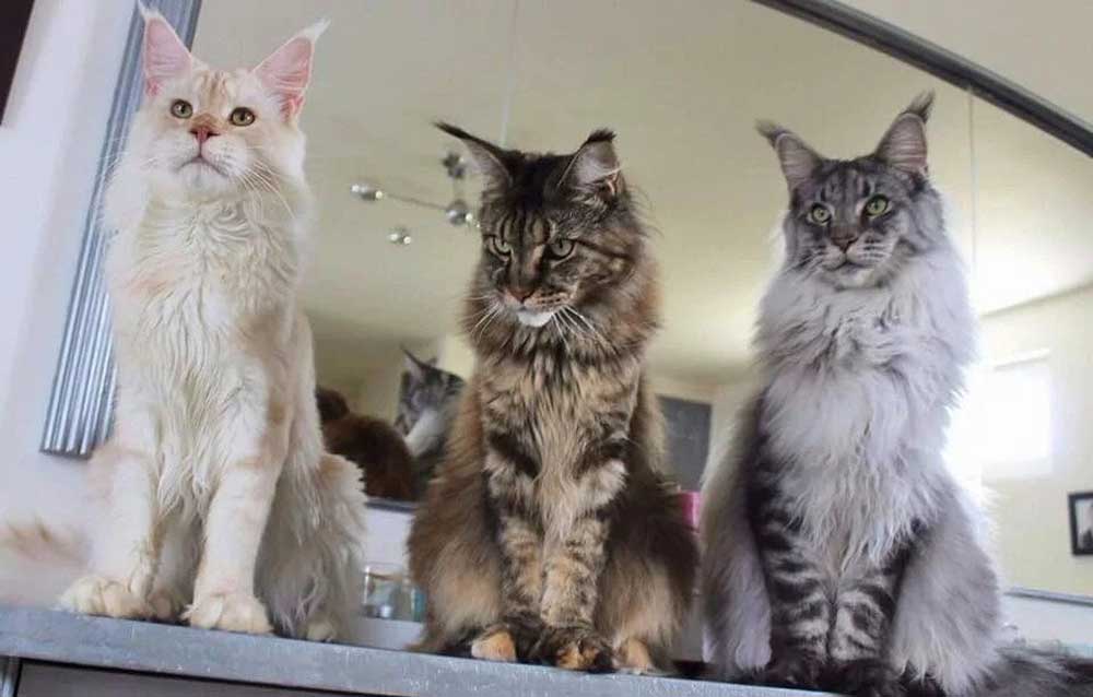 Chats Maine Coon