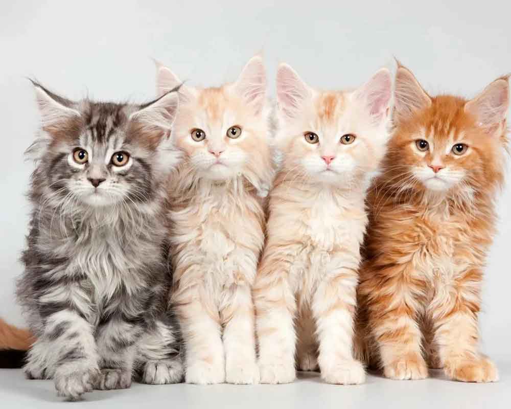 Chats Maine Coon