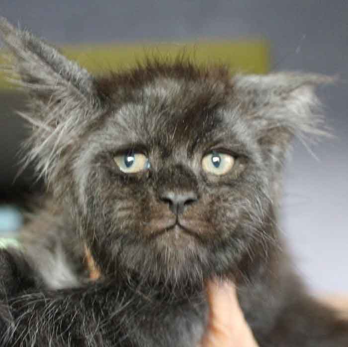 Chat valkyrie maine coon visage humain