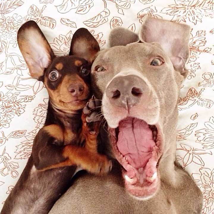 selfie chats chiens