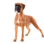 Boxer
