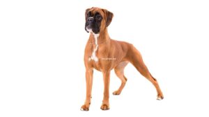 Boxer