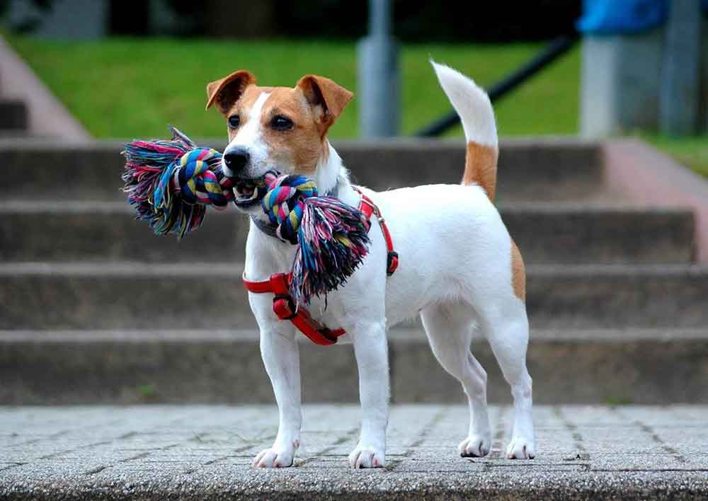 identifier race chien Terriers de petite taille