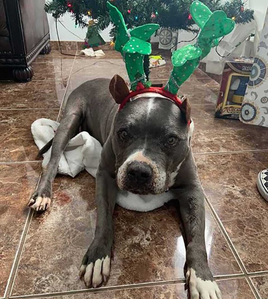 chien avec des décorations de Noël