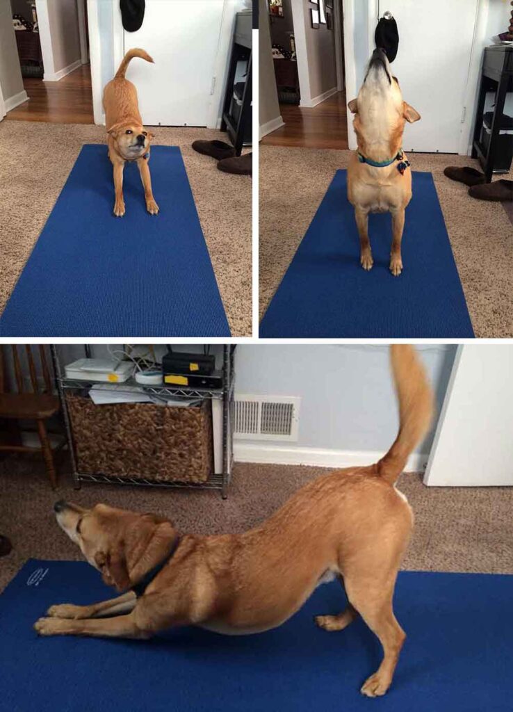 chiens yoga