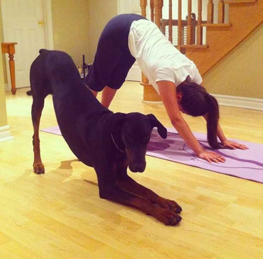 chiens yoga