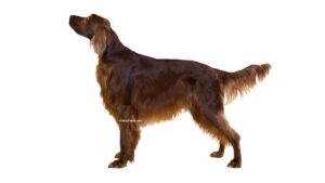 Setter Irlandais Rouge