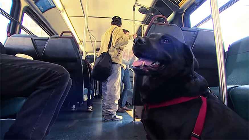 Eclipse chien monte seul bus aller parc
