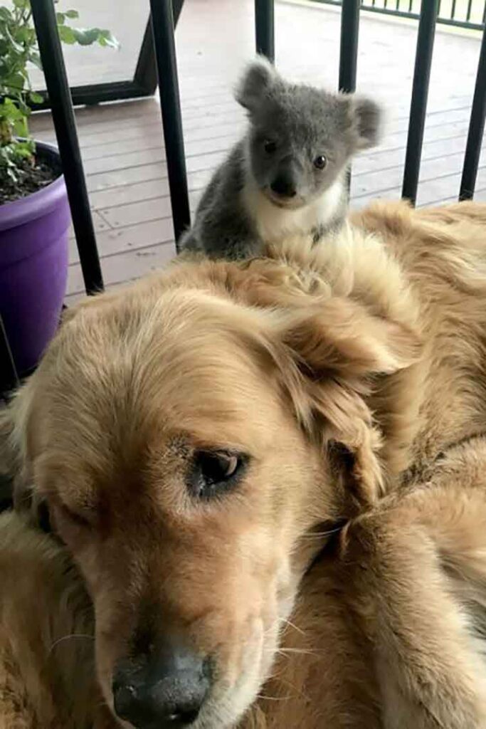 Golden Retriever surprend Koala sauvé