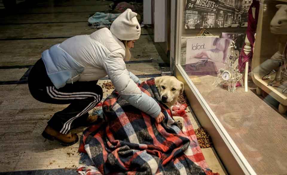 Grèce Turquie Brésil bénévoles chiens errants hiver