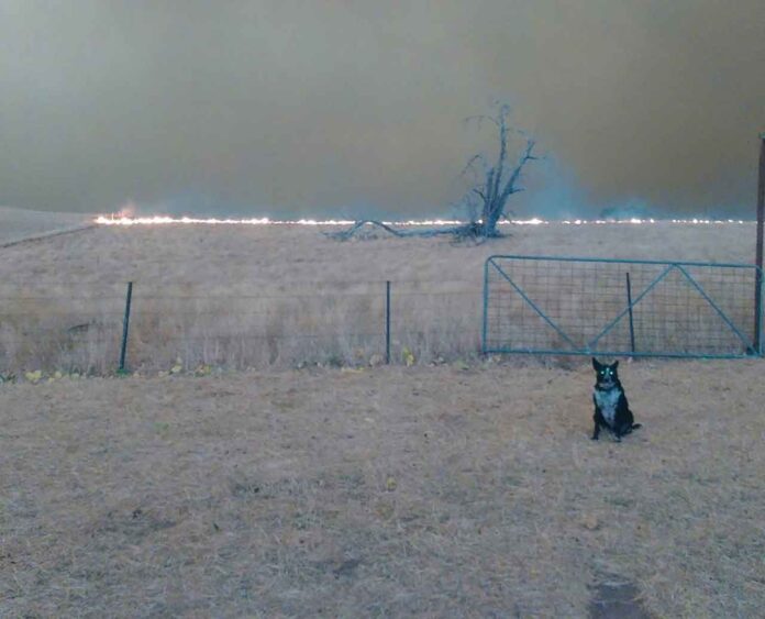 Patsy chien courageux sauve troupeau Incendies Australie