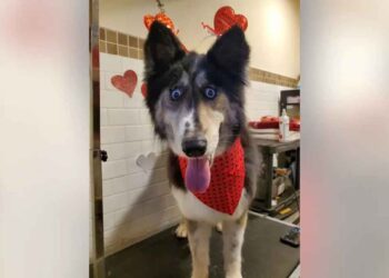 Une Husky a été abandonnée dans un refuge à cause de son apparence étrange