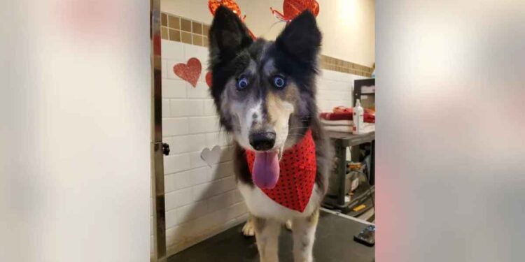 Une Husky a été abandonnée dans un refuge à cause de son apparence étrange
