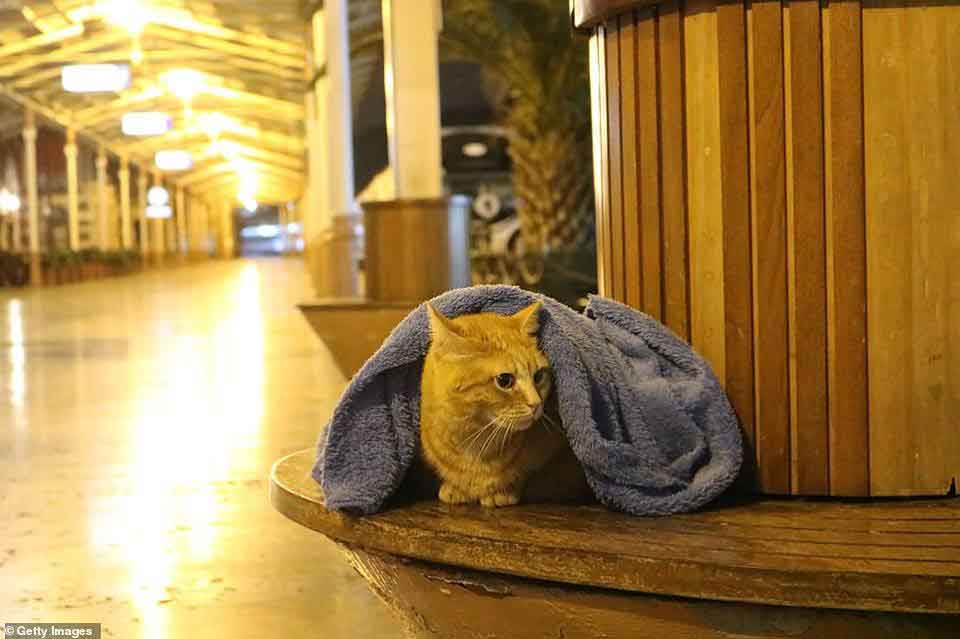 Yurtseven dentiste passe temps libre chiens chats hiver