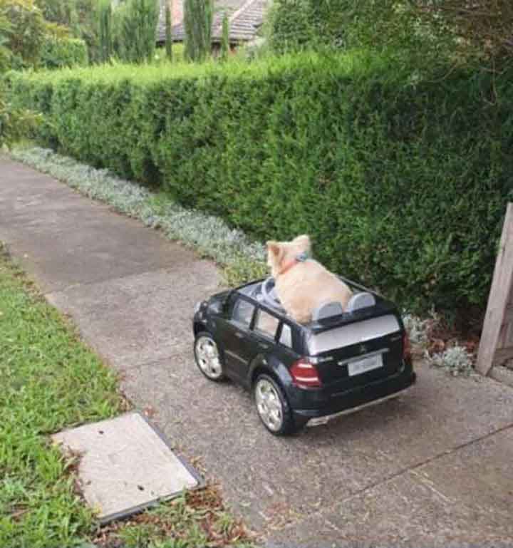 chien volant voiturette police