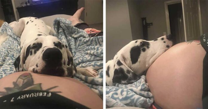 chien insiste protéger propriétaire enceinte