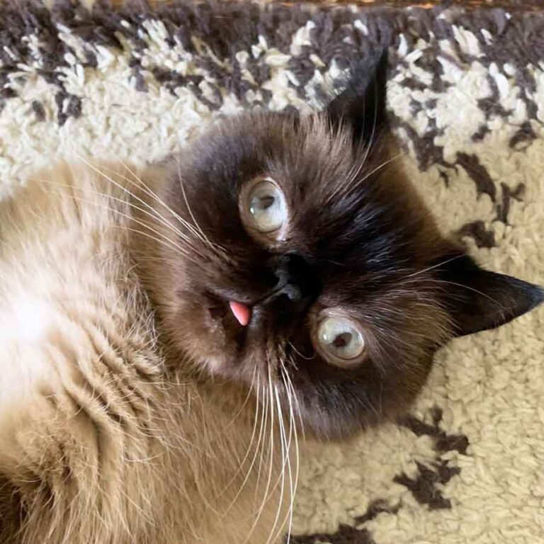 Voici Ikiru, le chat avec la langue qui a conquis Internet (30 photos ...