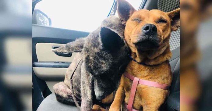 Deux chiens effrayés abandonnés