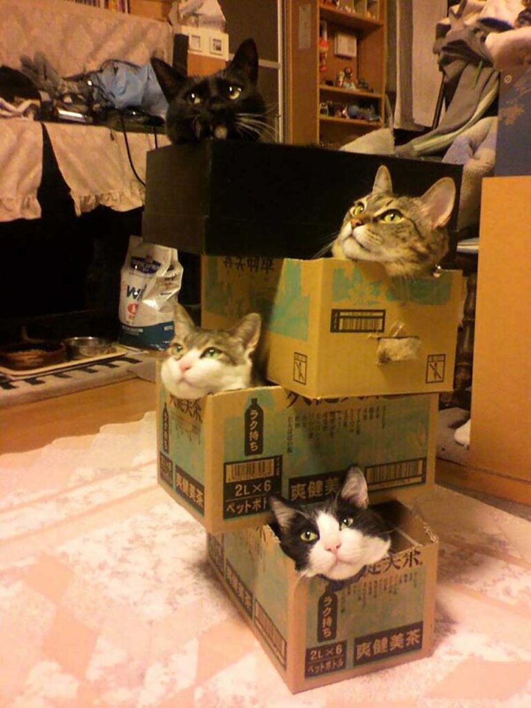 chats aiment boîtes stress